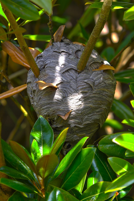 фото "Осиное гнездо на магнолии" метки: природа, насекомое, цветы