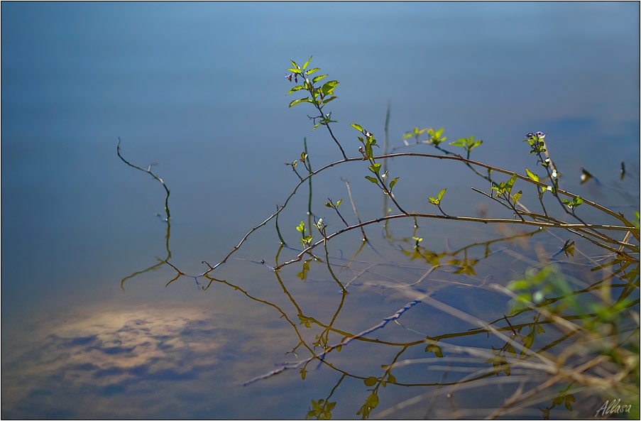 photo "***" tags: landscape, nature, flowers, water