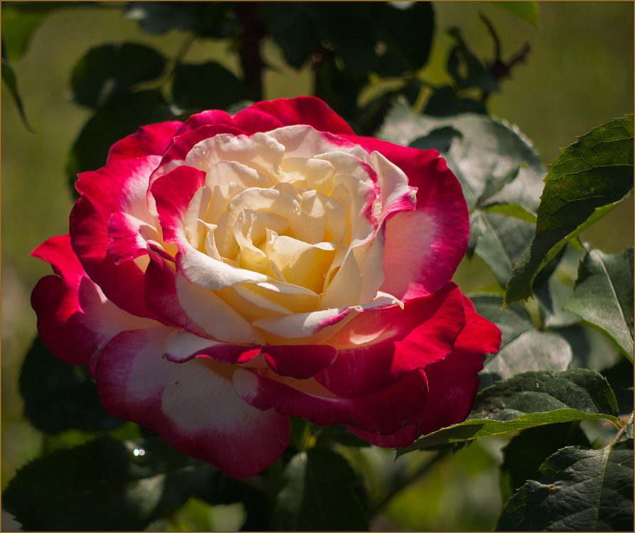 фото "Роза для подруги" метки: природа, цветы