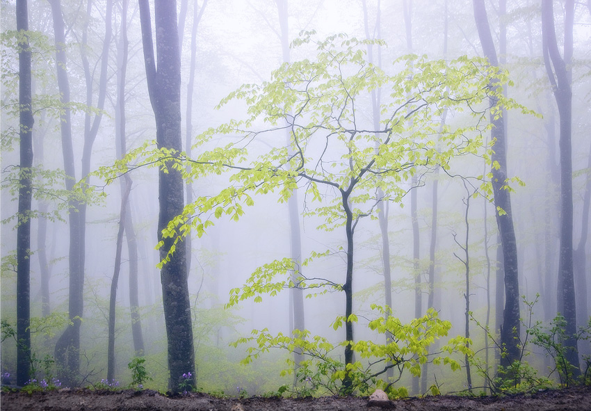 photo "***" tags: landscape, spring