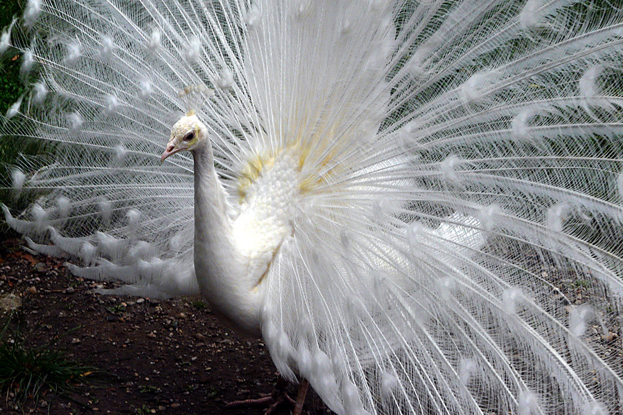 photo "Princely dress" tags: nature, reporting, park, pets/farm animals