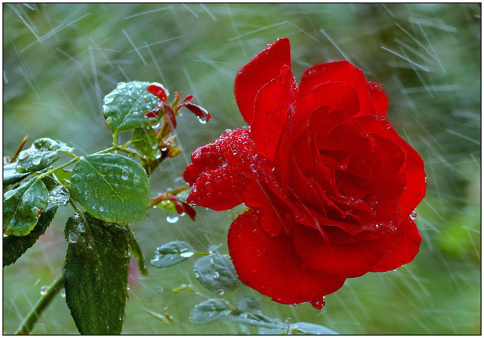 photo "***" tags: nature, reporting, flowers