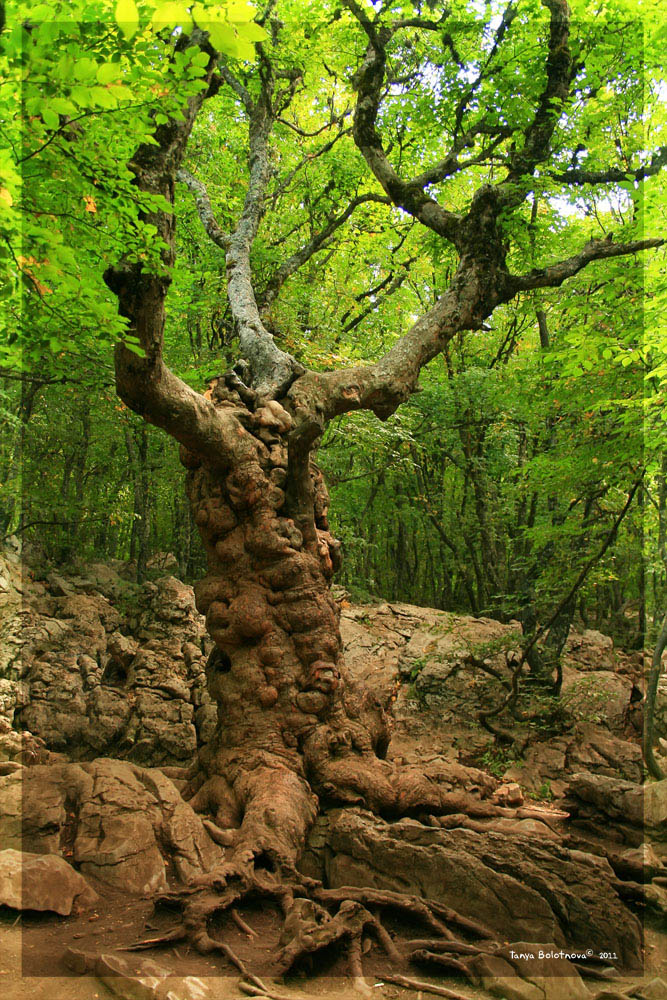 photo "Sleeping ent" tags: nature, landscape, flowers, forest