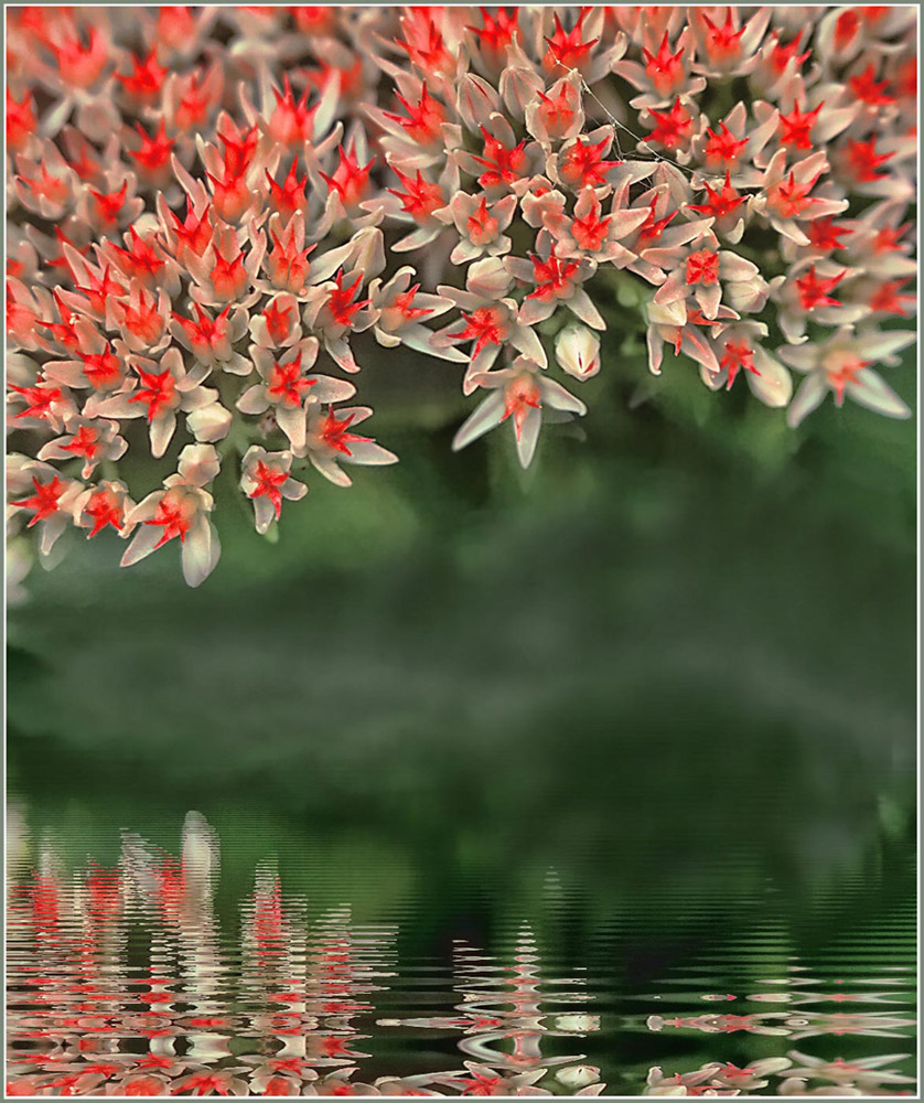 фото "Тропой Паука" метки: природа, digital art, цветы