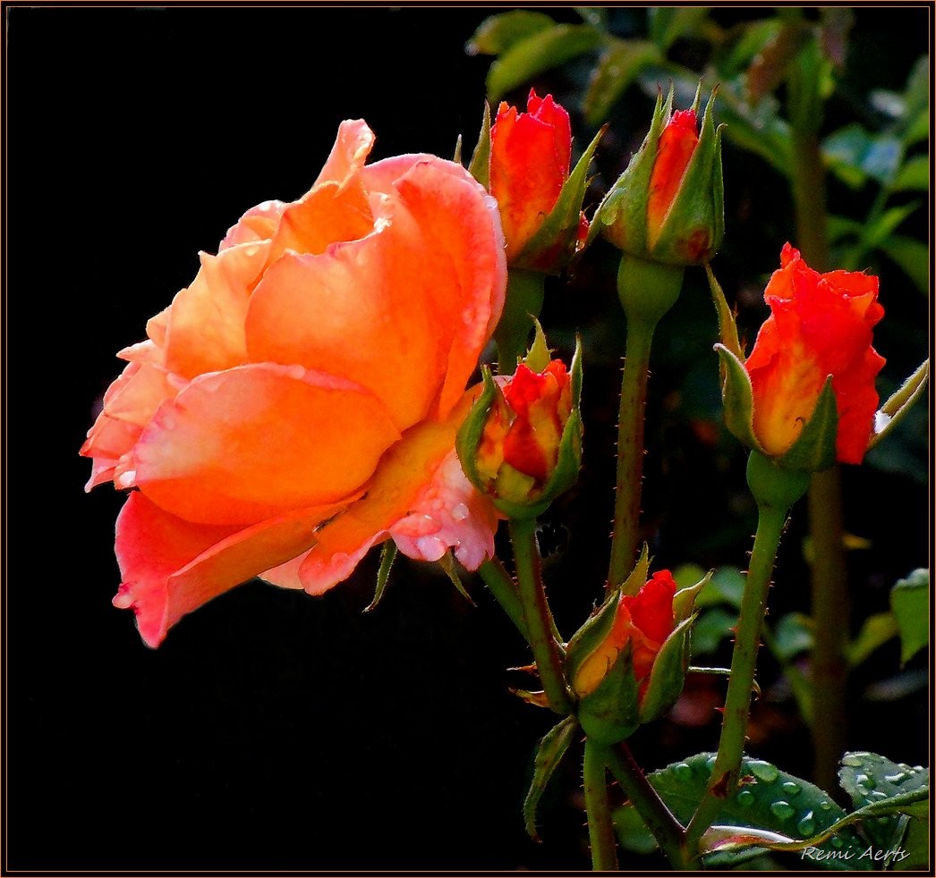 photo "red roses" tags: macro and close-up, nature, flowers