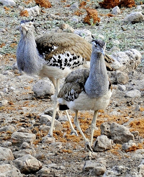 photo "***" tags: nature, wild animals