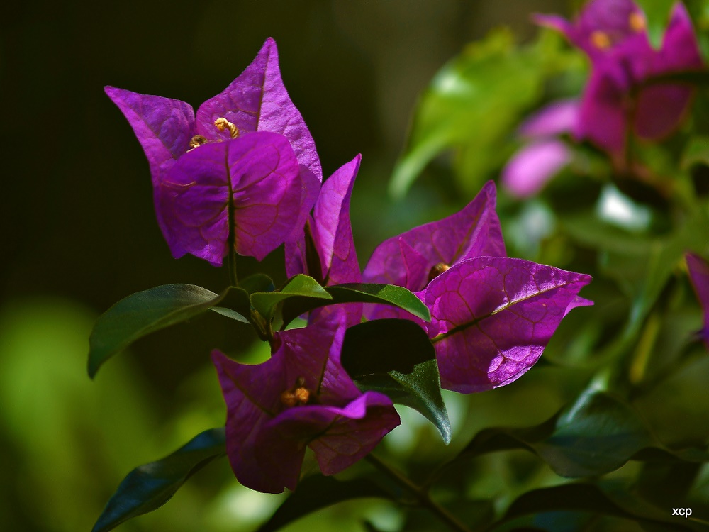 photo "***" tags: nature, flowers