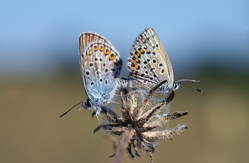 photo "бабочки-голубянки" tags: macro and close-up, nature, insect