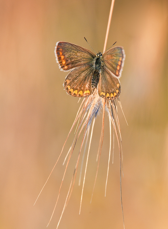 photo "***" tags: nature, insect