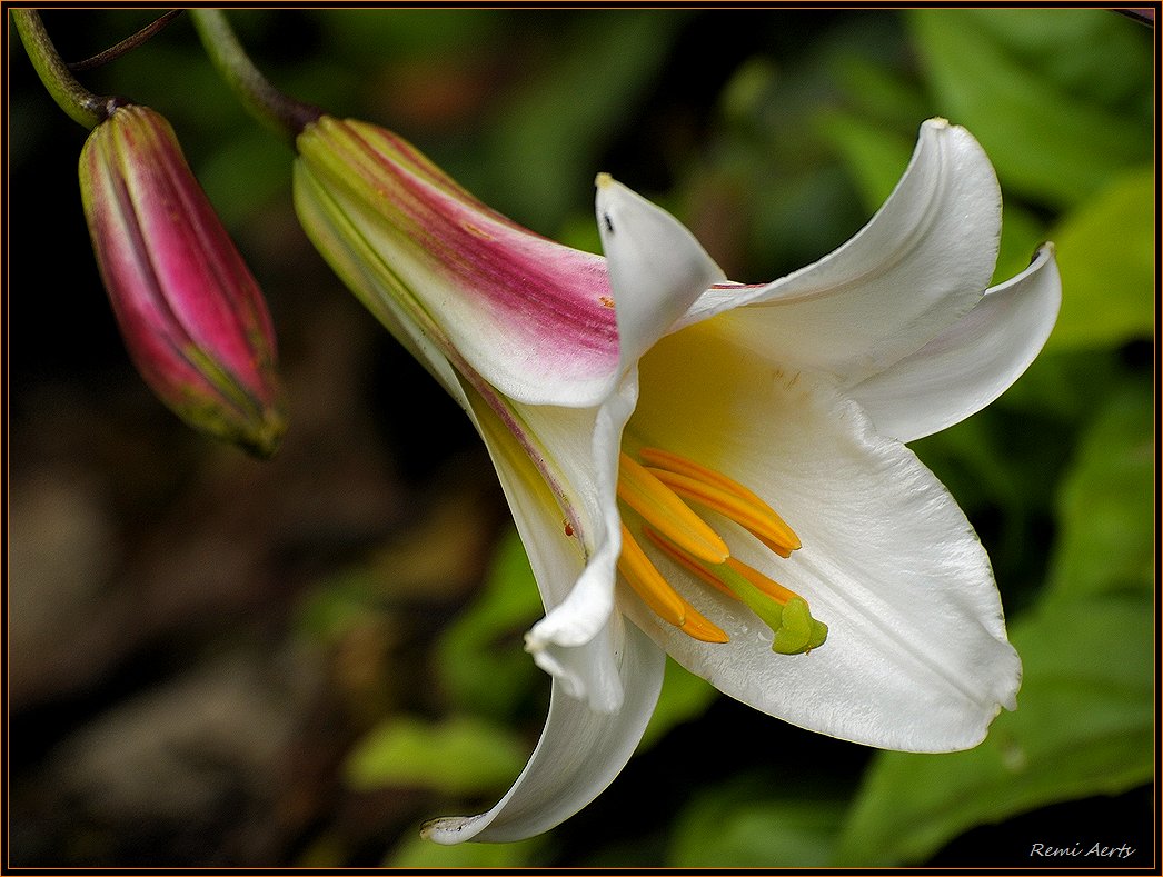 фото "one for you" метки: природа, макро и крупный план, цветы