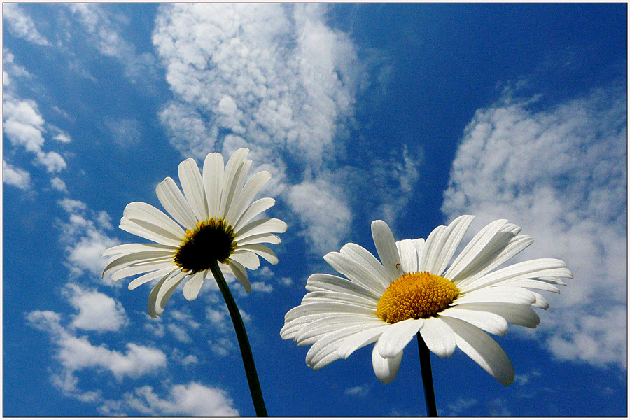 photo "Daisies" tags: nature, landscape, clouds, flowers, sky, spring