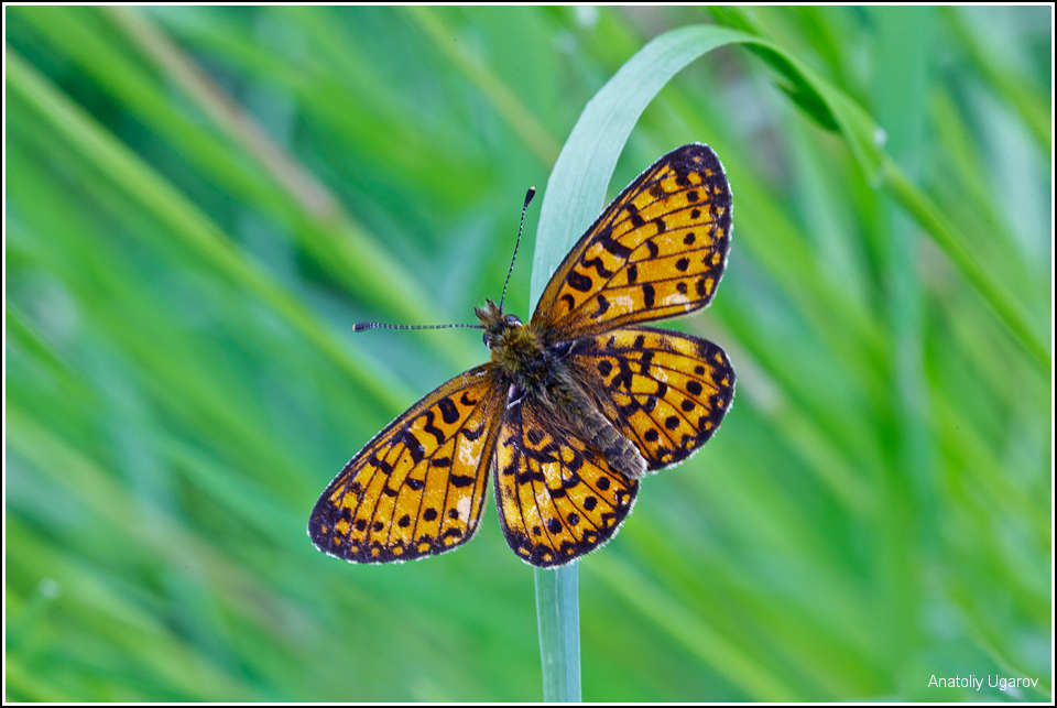photo "***" tags: nature, macro and close-up, insect
