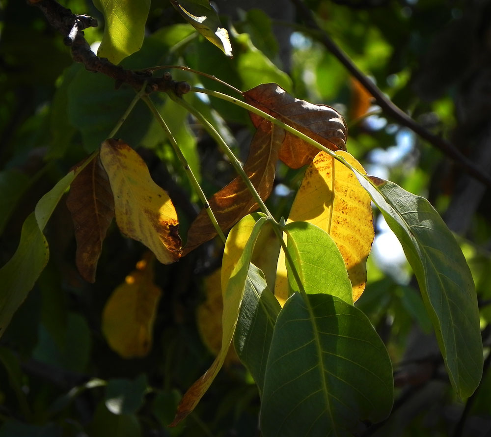 photo "***" tags: landscape, autumn, forest