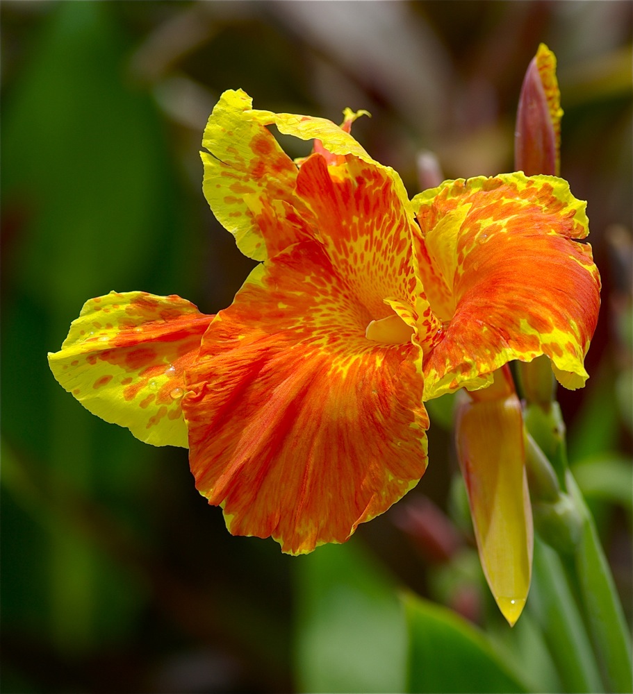 photo "***" tags: macro and close-up, 