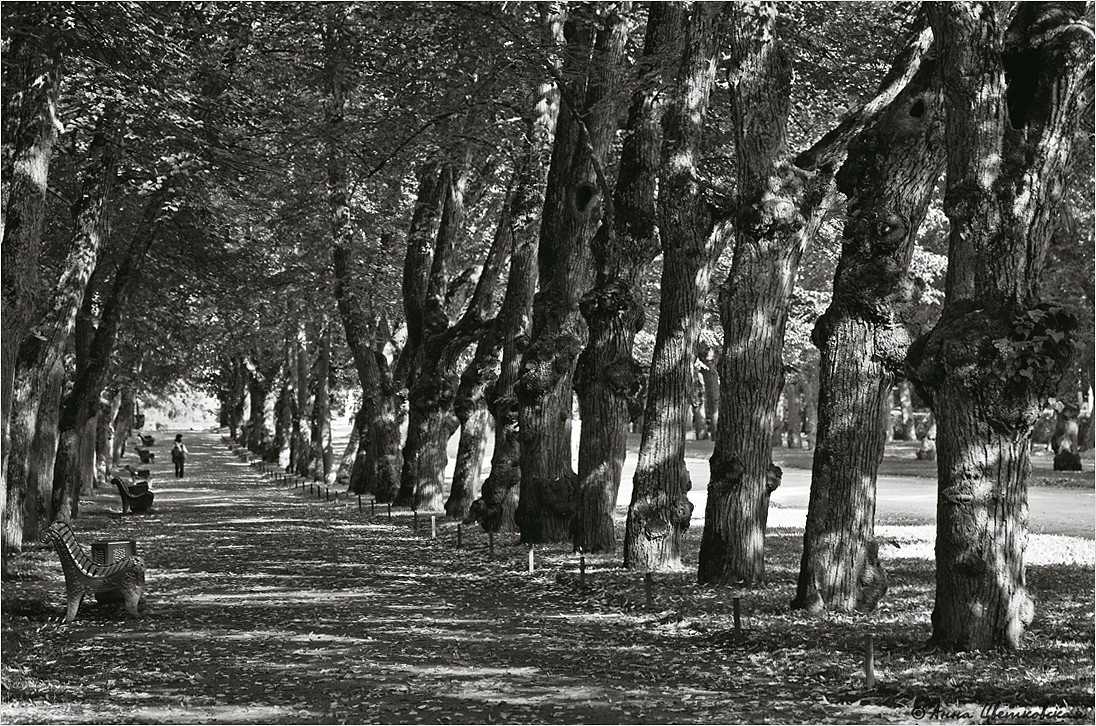 фото "когда деревья были большими..." метки: черно-белые, тень