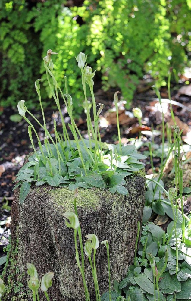 photo "Pterostylis - a woodland orchid." tags: nature, flowers