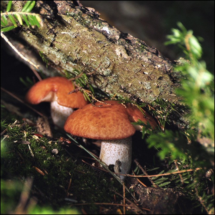 photo "Mushrooms in a square 1" tags: nature, 