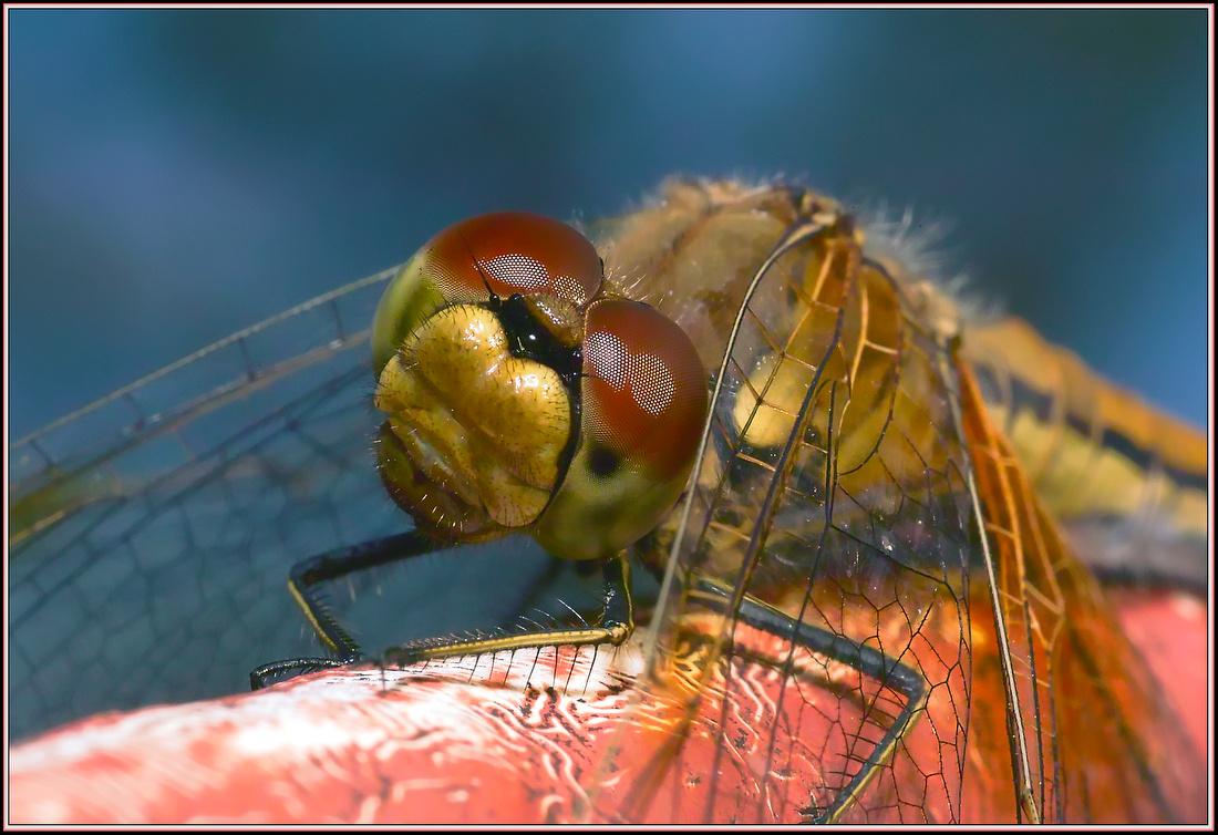 photo "***" tags: macro and close-up, 