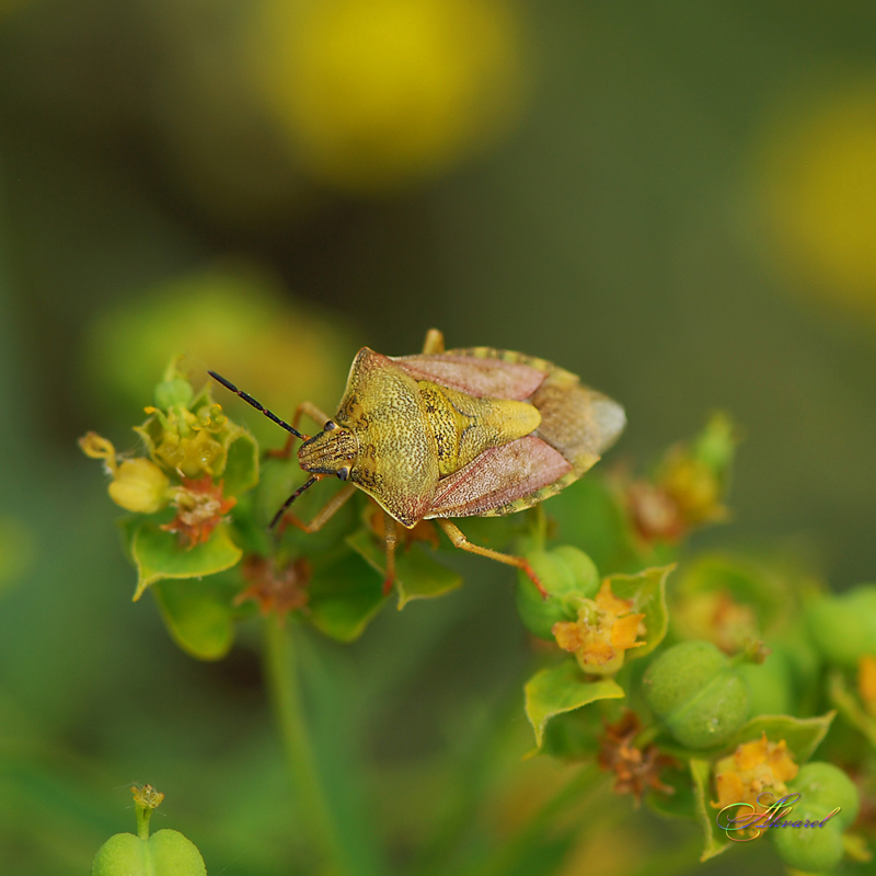 photo "***" tags: macro and close-up, 