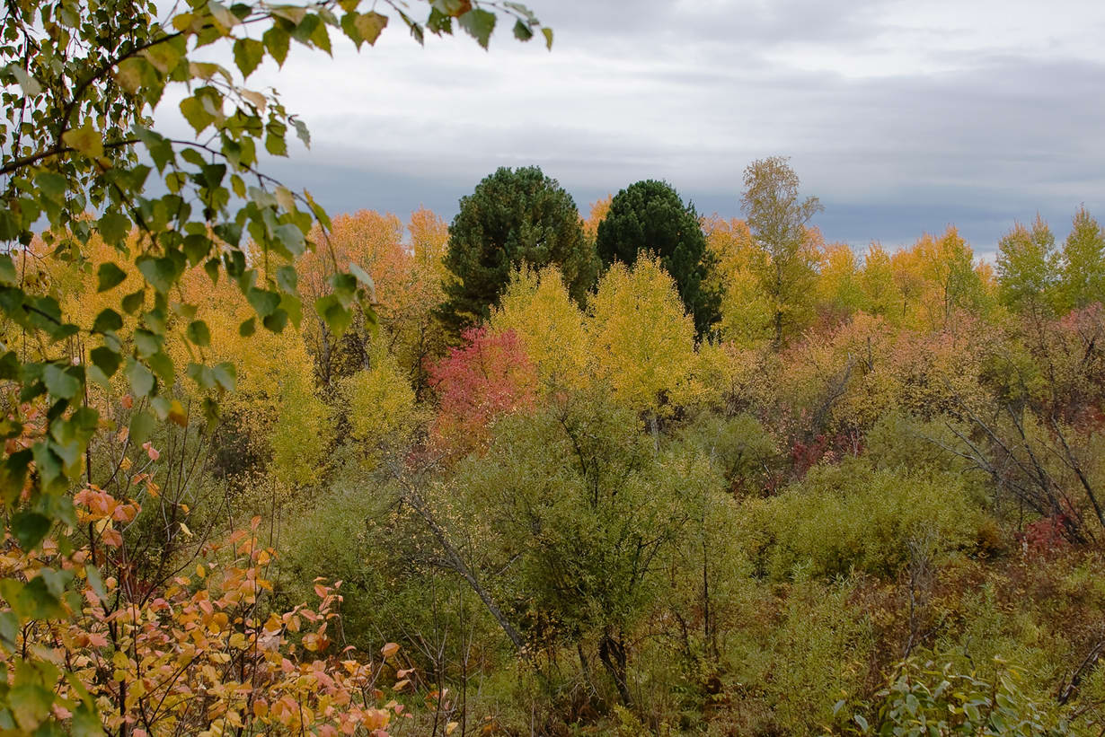photo "colour autumn" tags: landscape, autumn, forest
