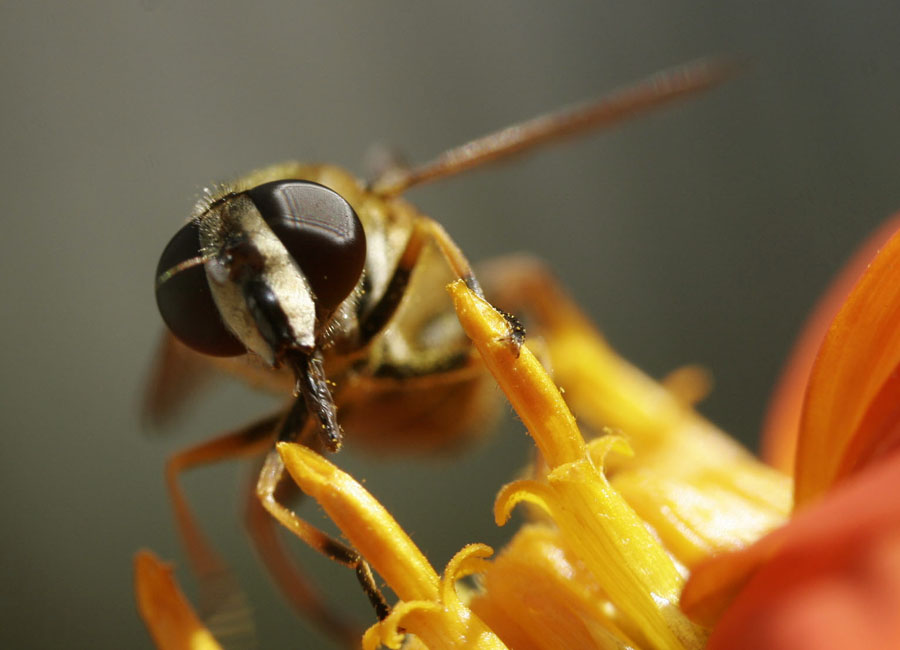 photo "***" tags: macro and close-up, 