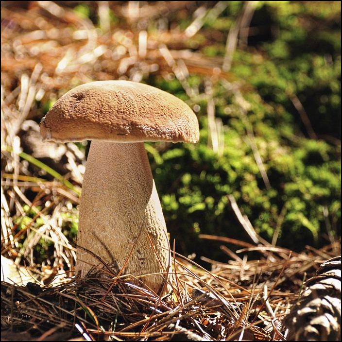 photo "Mushrooms in a square 2" tags: nature, 