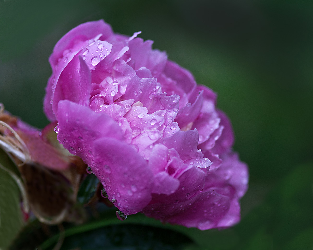 фото "После дождя." метки: природа, цветы