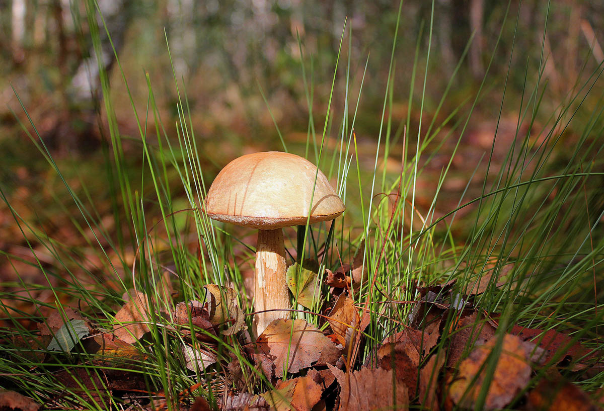 photo "Fungus in the interior." tags: landscape, genre, forest