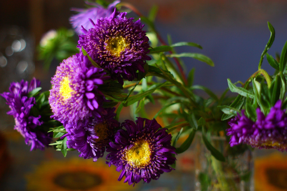 photo "***" tags: nature, flowers