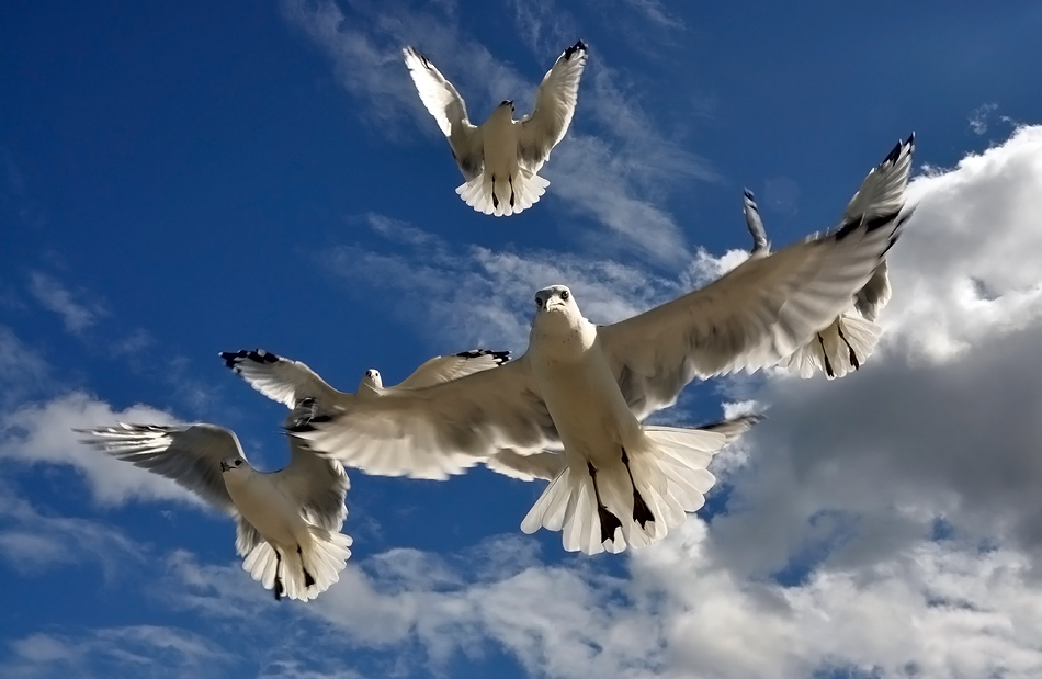 фото "Seagulls" метки: природа, дикие животные