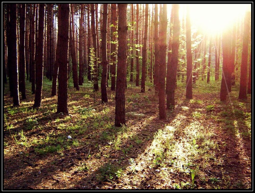 фото "*****" метки: пейзаж, лес