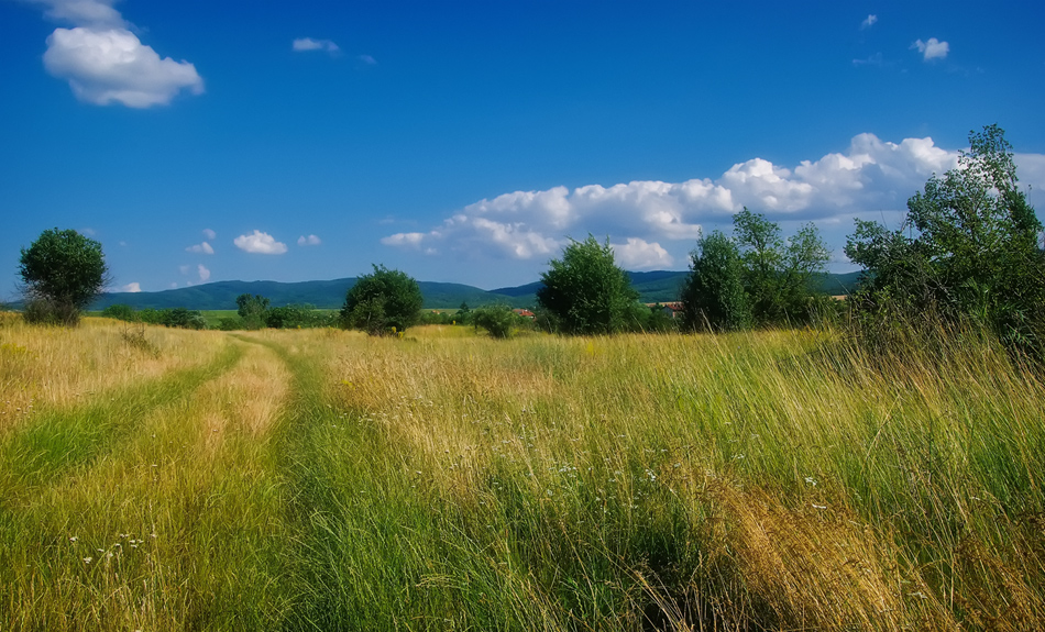 photo "Summer, field, heat ..." tags: landscape, summer