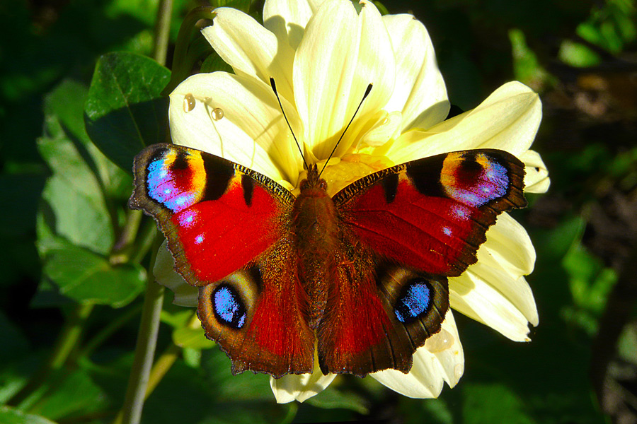 photo "Mantle color." tags: nature, macro and close-up, flowers, summer