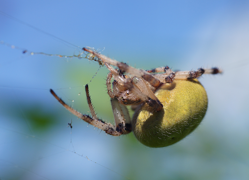 photo "паук-крестовик" tags: macro and close-up, nature, insect
