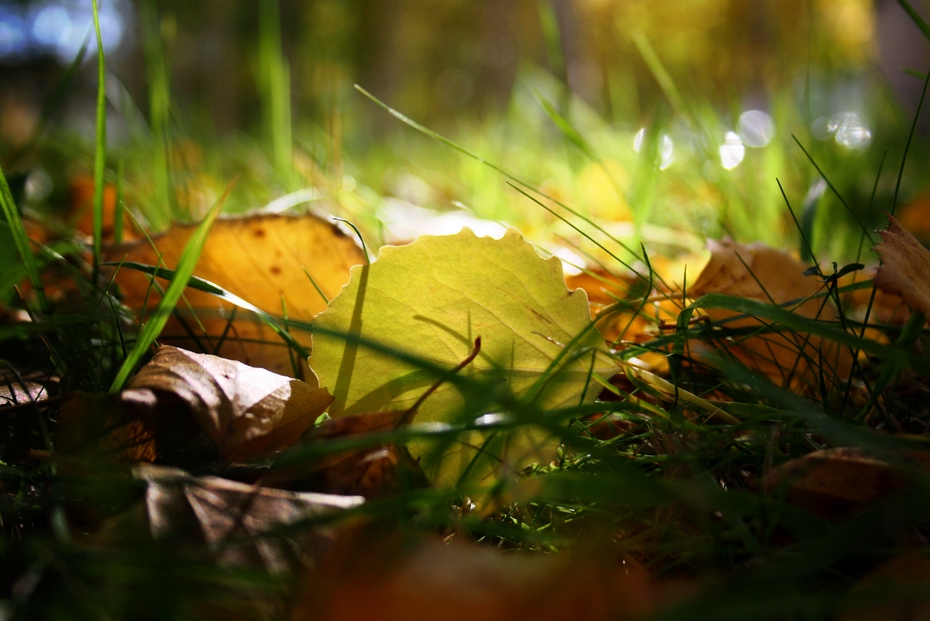 photo "****" tags: landscape, autumn