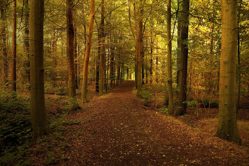 photo "***" tags: landscape, autumn