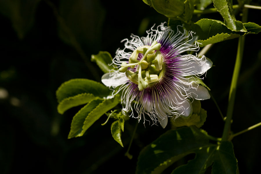 photo "***" tags: nature, flowers