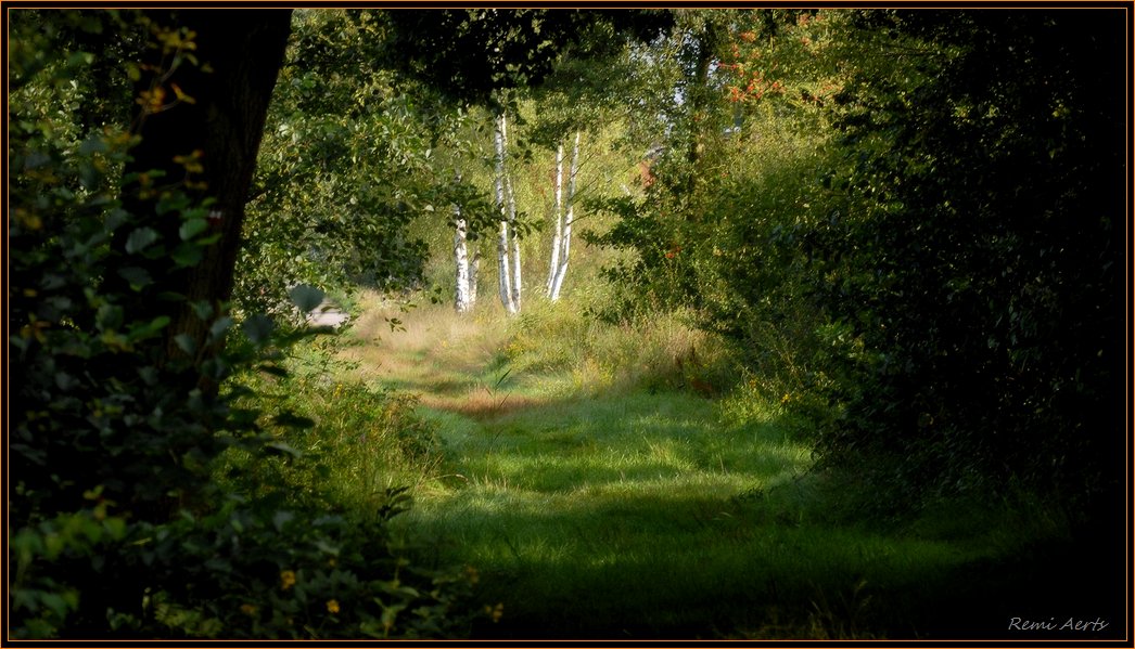 фото "birch" метки: пейзаж, лес, лето