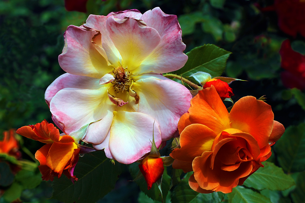 фото "Miracle flower" метки: природа, весна, парк, роза, цветы