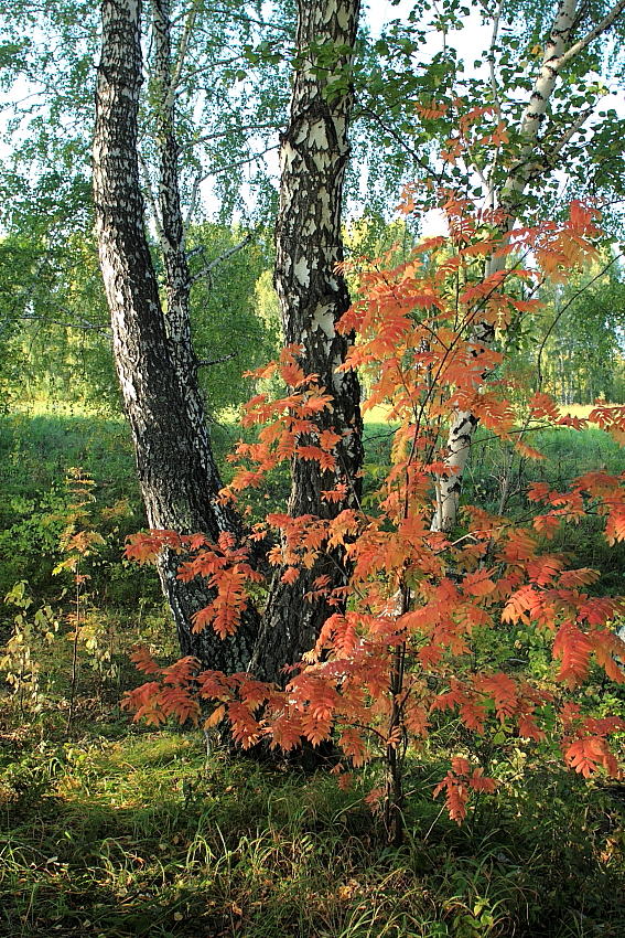 фото "Осенний этюд" метки: природа, 