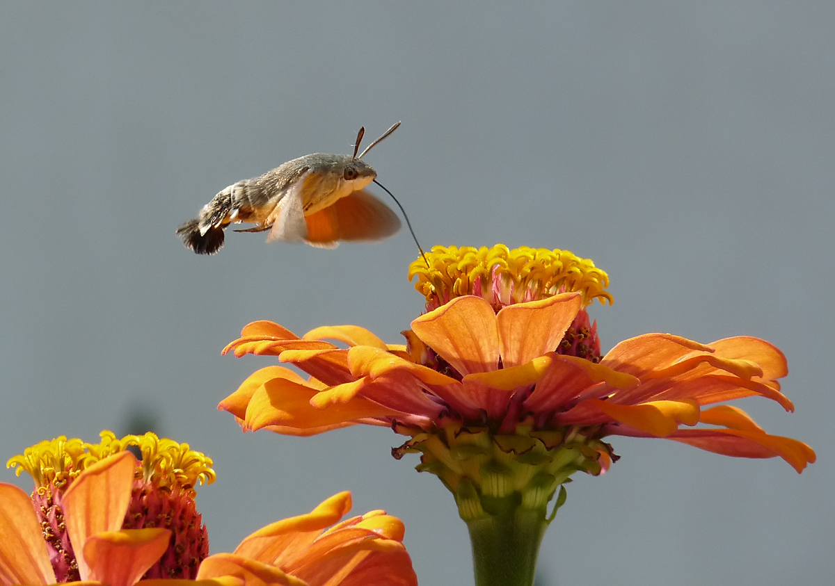 photo "***" tags: nature, insect