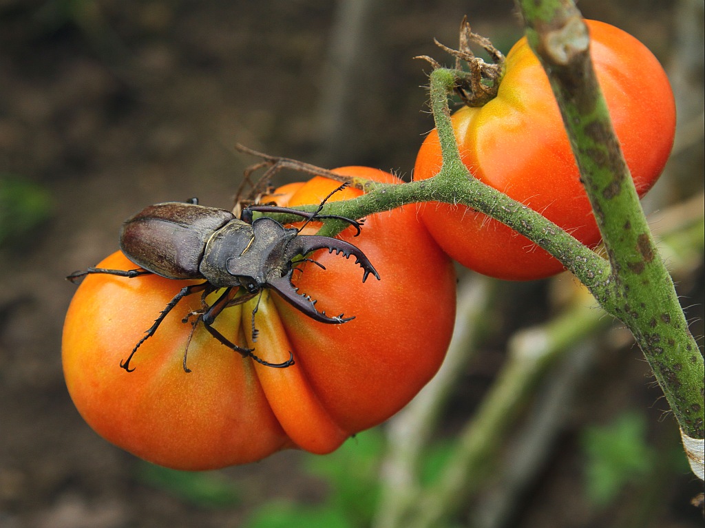 photo "***" tags: nature, insect