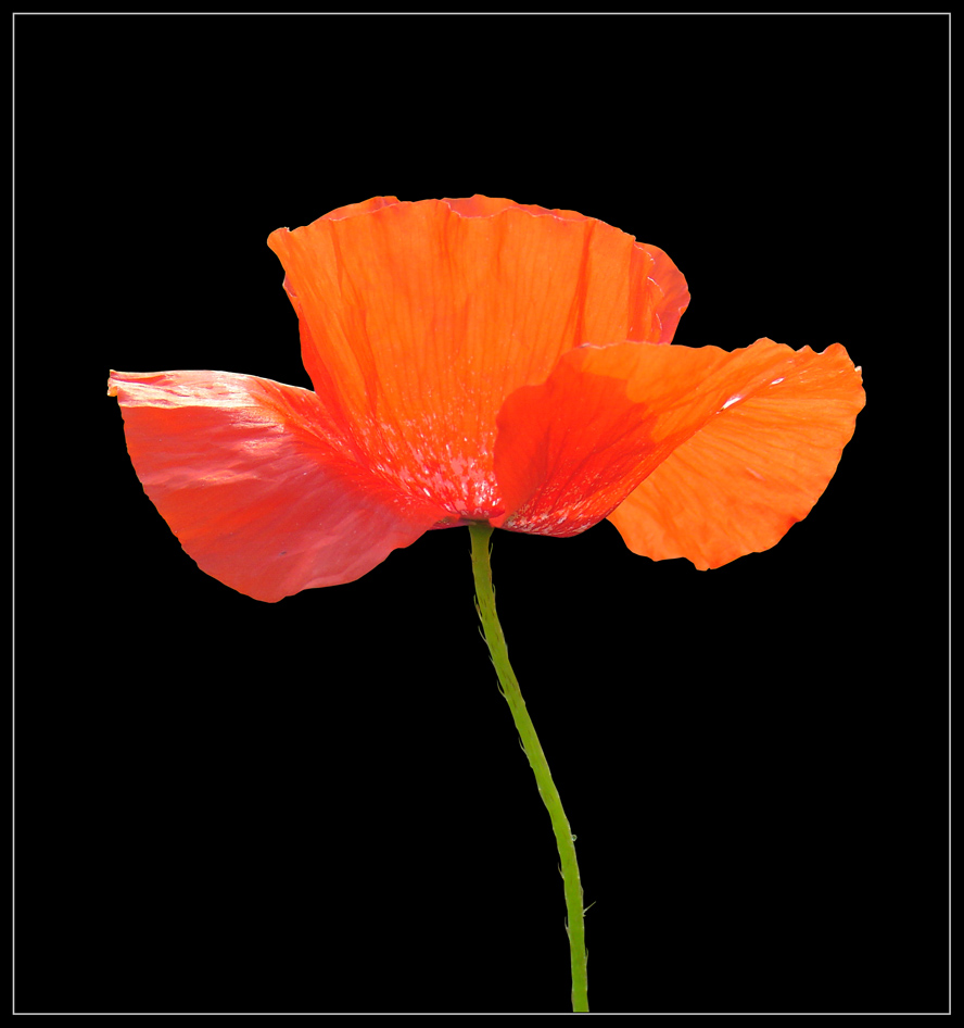 photo "Just A Poppy" tags: nature, flowers