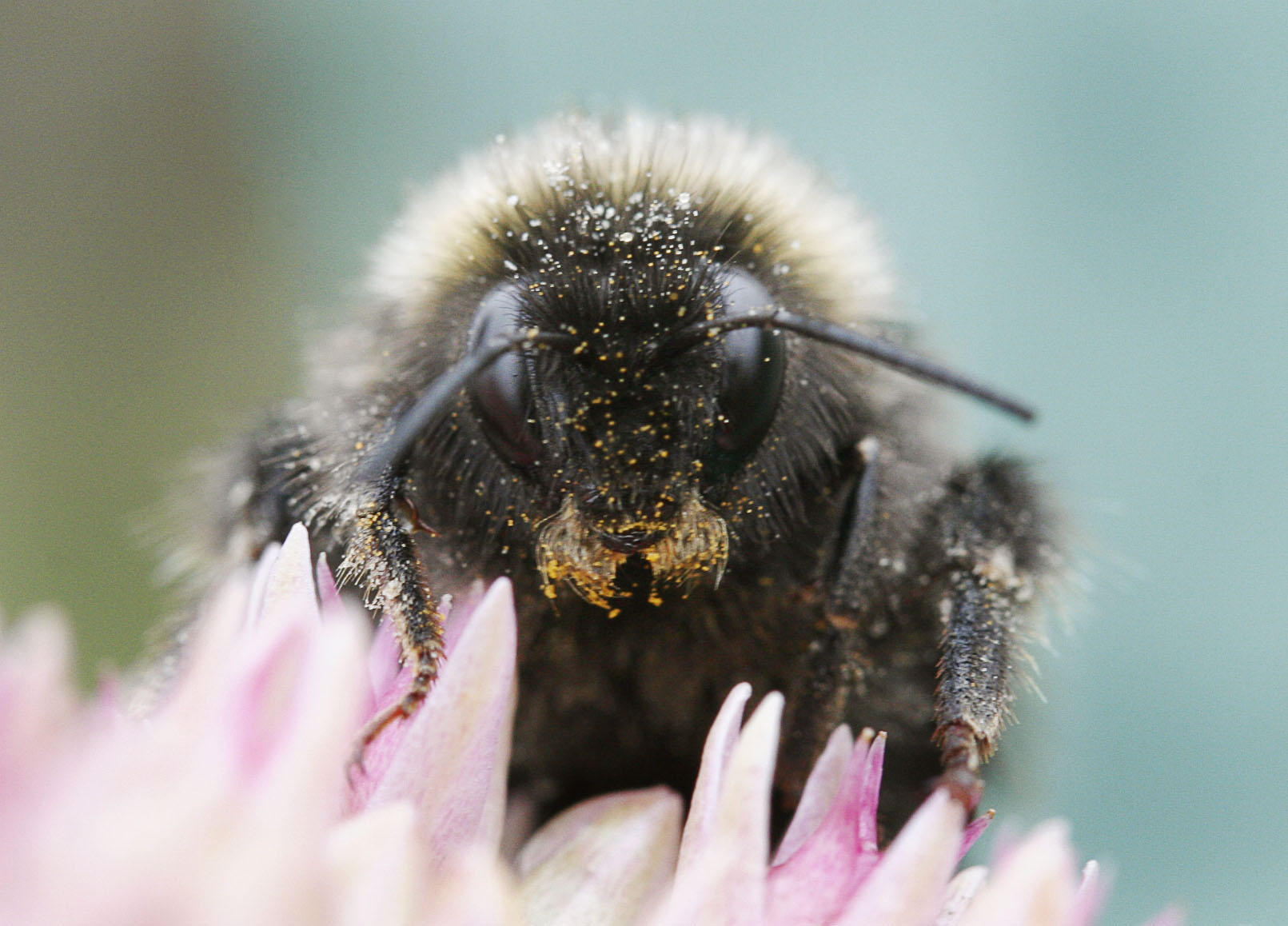 photo "***" tags: nature, insect