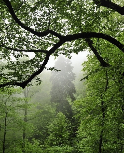 photo "***" tags: landscape, forest