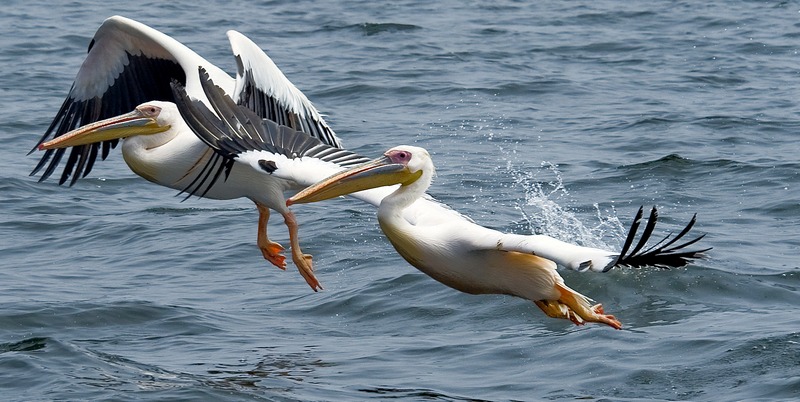 photo "***" tags: nature, wild animals