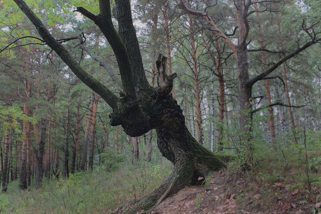 photo "Lovely oak monsters." tags: landscape, genre, forest