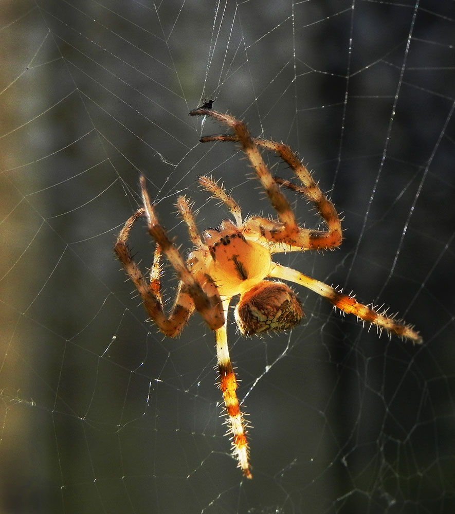 photo "***" tags: nature, macro and close-up, insect