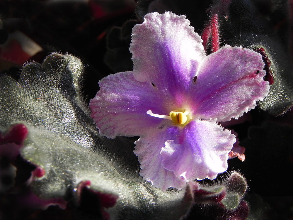 photo "***" tags: nature, macro and close-up, flowers