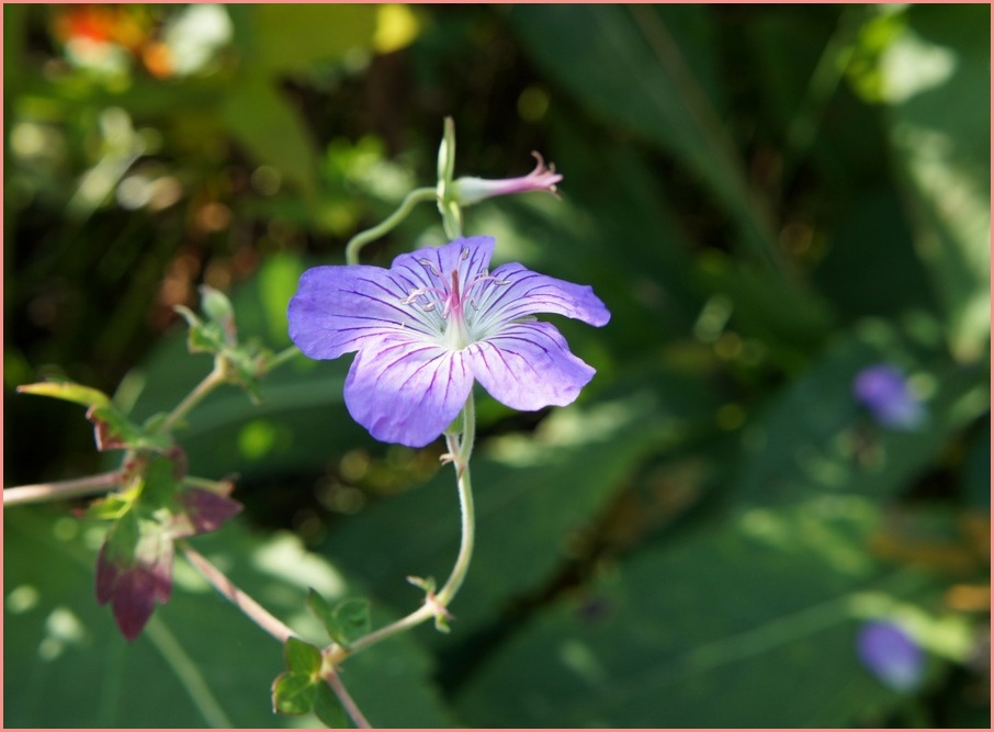 photo "***" tags: nature, flowers